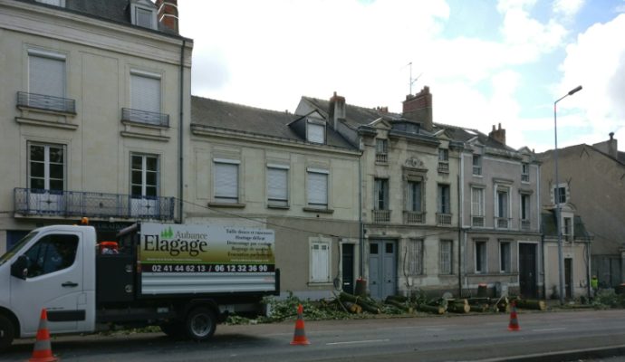 Une centaine d’arbres abattus pour le tramway