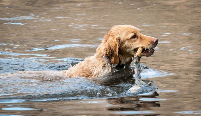 Cyanobactéries : la préfecture appelle à la vigilance après la mort d’un chien suite à une baignade