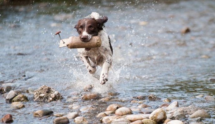 Plusieurs chiens morts après avoir été dans la Loire