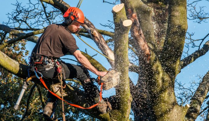 Travaux d’abattage d’arbres sur les boulevards du centre-ville