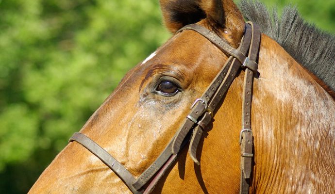 La FDSEA et les JA de Maine-et-Loire dénoncent « les mutilations faites aux chevaux »