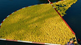 La Duck Race est de retour à Angers : 20 000 canards sont à adopter