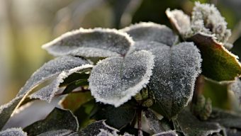 Le froid fait son retour dans les Pays de la Loire