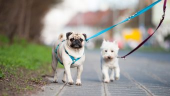 Vivre avec un chien à Angers : la ville a encore de nombreux progrès à faire