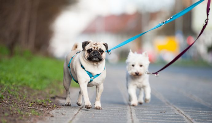 Un espace réservé aux chiens expérimenté au sein du parc du Pin