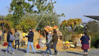 3ème édition de « La Fête de l’Automne » à Terra Botanica du 27 au 31 octobre : des animations et nouveautés