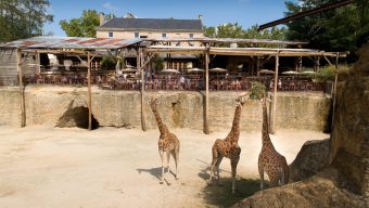 Le Bioparc de Doué-la-Fontaine a rouvert ses portes