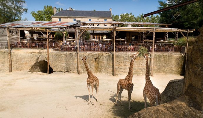 Le Bioparc de Doué-la-Fontaine a rouvert ses portes