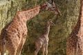 Girafon Bioparc