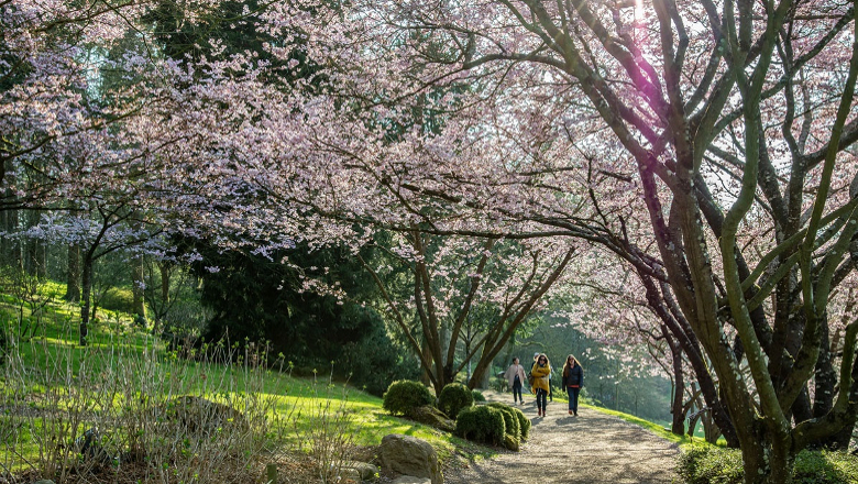 Fête des cerisiers Hanami - Parc Oriental de Maulevrier