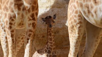 Un second girafon voit le jour au Bioparc de Doué-la-Fontaine