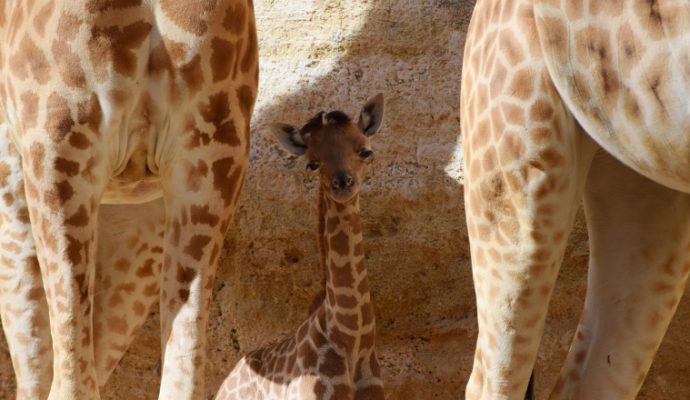 Un second girafon voit le jour au Bioparc de Doué-la-Fontaine