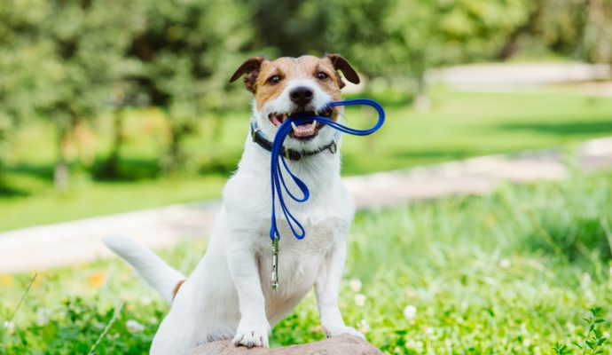 La ville d’Angers agit-elle suffisamment pour le bien-être animal ?