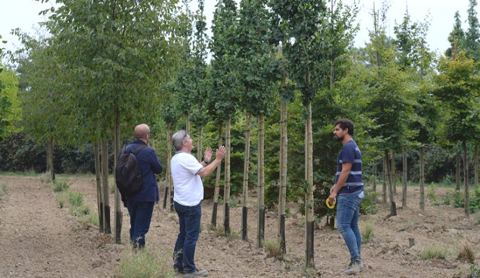 Les nouveaux arbres le long du tracé du tramway plantés à partir du mois prochain