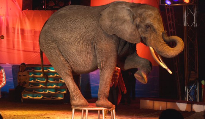 Bientôt la fin des cirques avec animaux à Angers