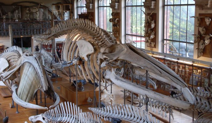 Une maquette géante de plésiosaure exposée au Muséum des sciences naturelles