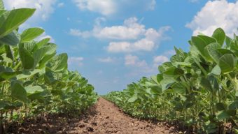 Les agriculteurs du Maine-et-Loire lancent une plateforme pour répondre au besoin de main-d’oeuvre