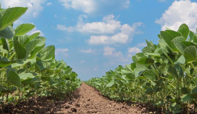 Les agriculteurs du Maine-et-Loire lancent une plateforme pour répondre au besoin de main-d’oeuvre