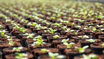 Un plan de soutien de la filière horticole dans les cartons du Département