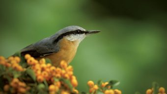 Open Lande Anjou présente son mois de la biodiversité