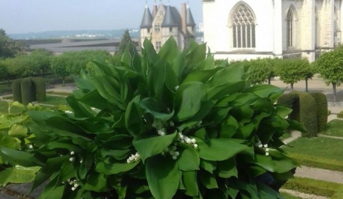 Le muguet du château d’Angers offert aux personnels du CHU