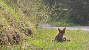 Déconfinement : un appel à la vigilance envers les animaux dans les forêts