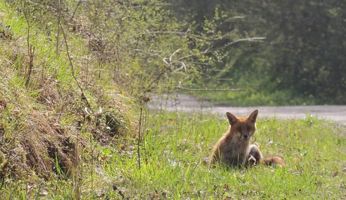 Déconfinement : un appel à la vigilance envers les animaux dans les forêts