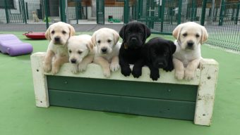 Chiens Guides d’Aveugles de l’Ouest : 11 chiots nés pendant le confinement