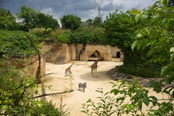 Bioparc de Doué-la-Fontaine