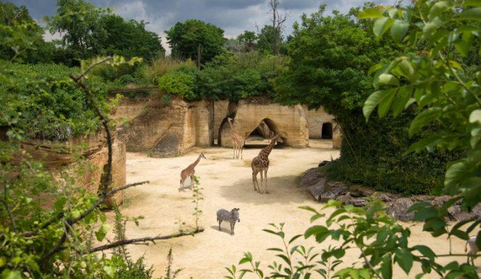 Le Bioparc de Doué-la-Fontaine proposera bientôt des gîtes