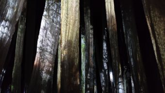 La collégiale Saint-Martin transformée en forêt par le collectif Lucie Lom