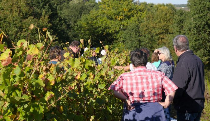 Le Musée de la vigne et du vin d’Anjou s’anime pour les Journées du patrimoine