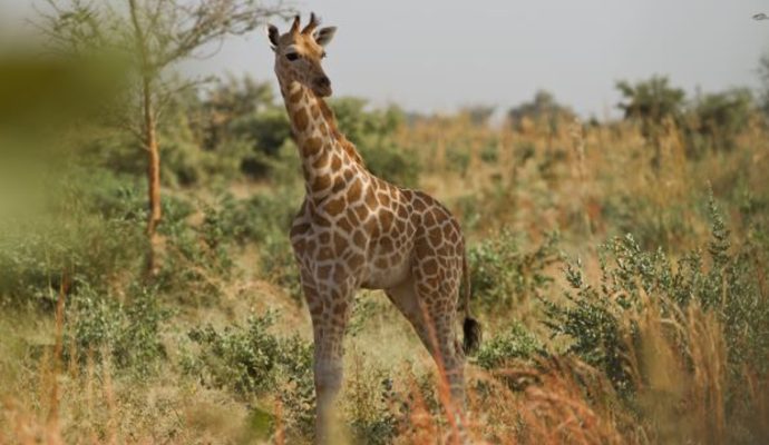 Le Bioparc de Doué-la-Fontaine collecte 7800 € pour créer une pépinière dans la zone girafes au Niger