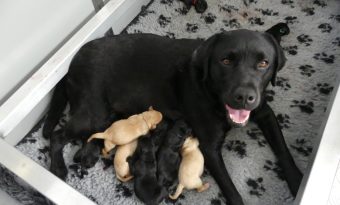 L’Association les Chiens Guides d’Aveugles de l’Ouest annonce la naissance de neuf chiots qui auront bientôt besoin d’une famille d’accueil