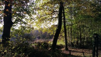 La forêt de Longuenée interdite d’accès au public