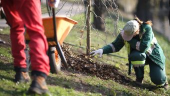 Deux mini-forêts plantées en début d’année à Angers