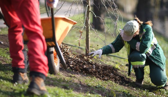 Deux mini-forêts plantées en début d’année à Angers