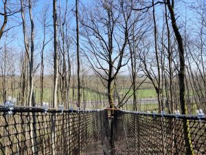 Parcours dans les arbres