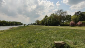 Bouchemaine : L’itinéraire Loire à vélo bloqué par un arbre tombé sur le chemin