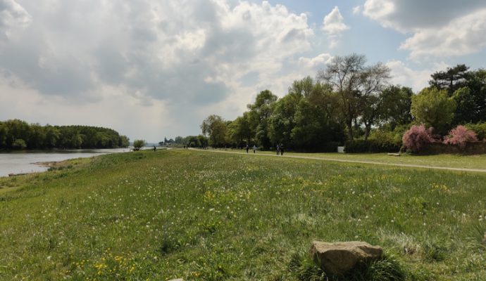 Bouchemaine : L’itinéraire Loire à vélo bloqué par un arbre tombé sur le chemin