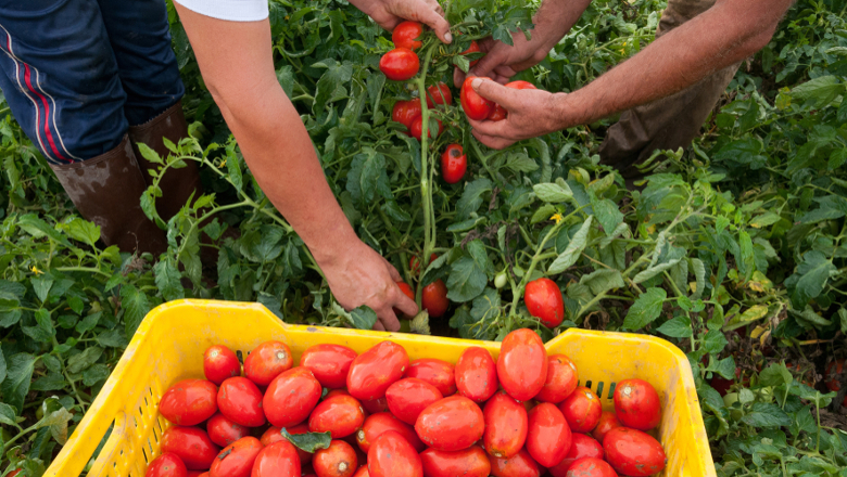 agriculture - tomates