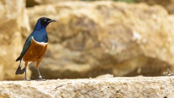 Une volière africaine à découvrir au Bioparc de Doué-la-Fontaine