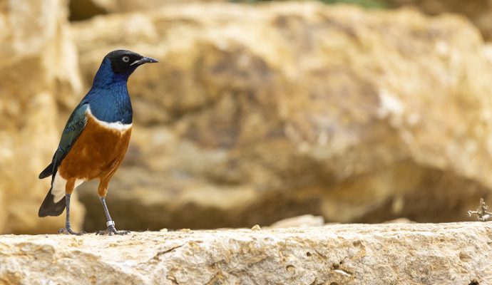 Une volière africaine à découvrir au Bioparc de Doué-la-Fontaine