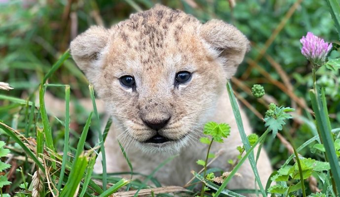 Un lionceau est né au Bioparc de Doué-la-Fontaine