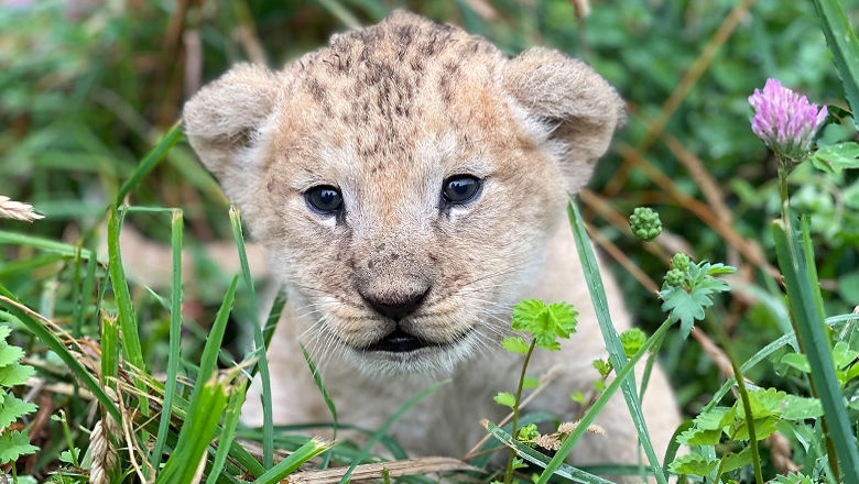 Lionceau Bioparc