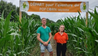 Un labyrinthe géant dans un champ de maïs aux portes d’Angers