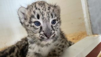 Deux panthères des neiges sont nées au Bioparc de Doué-la-Fontaine