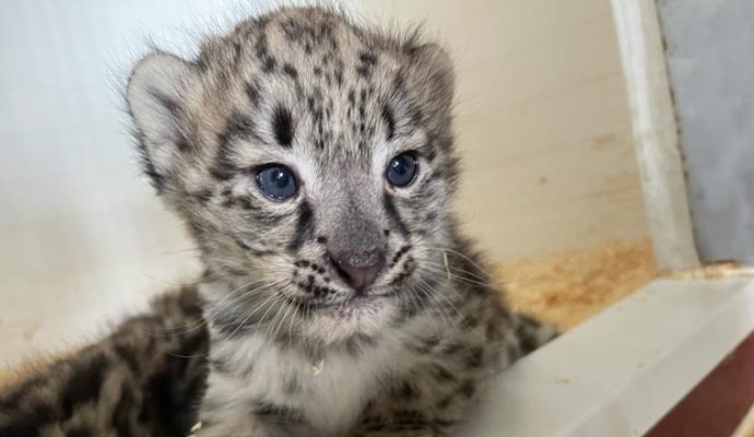 Deux panthères des neiges sont nées au Bioparc de Doué-la-Fontaine