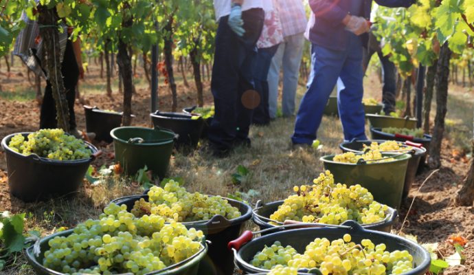 Vendanges et cueillette : plus de 700 postes à pourvoir dans le Maine-et-Loire