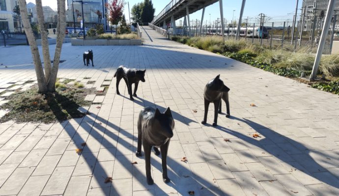 Des loups font leur apparition derrière la gare